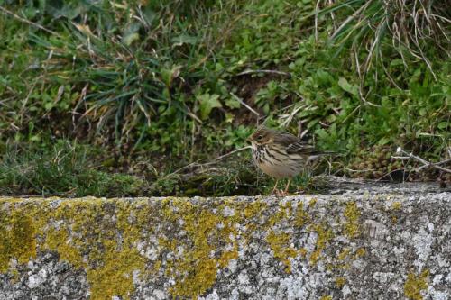 Pipit farlouse