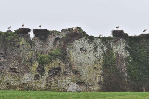 Cigognes blanches au chateau de la Rivière