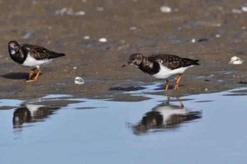 Tournepierres à collier