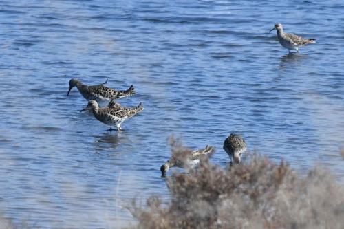Chevaliers combattants