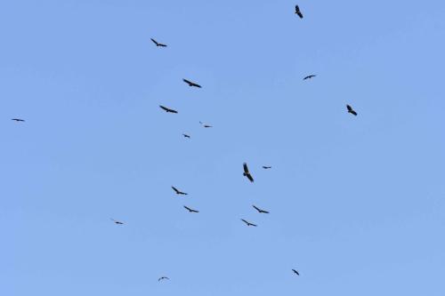 Vautours fauves à Salto del Gitano