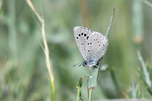 Azuré de la badasse
