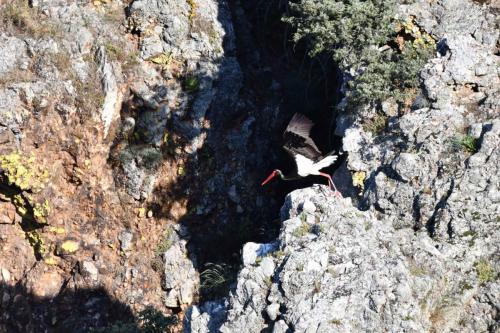Cigogne noire à Salto del Gitano