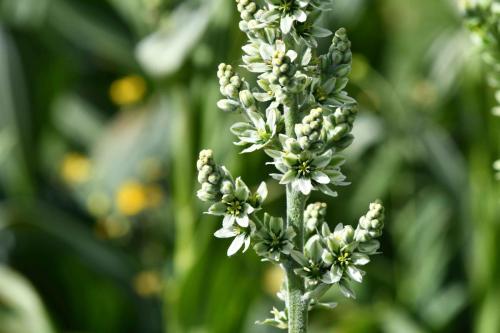 Vérâtre verdissant