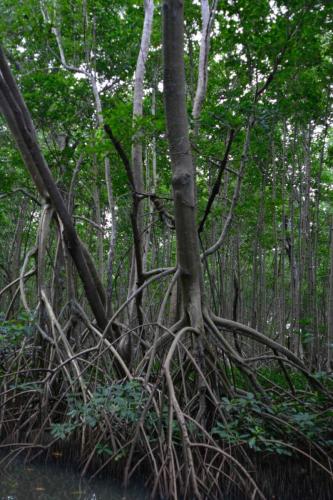 Palétuviers, mangrove de la baie de Génipa