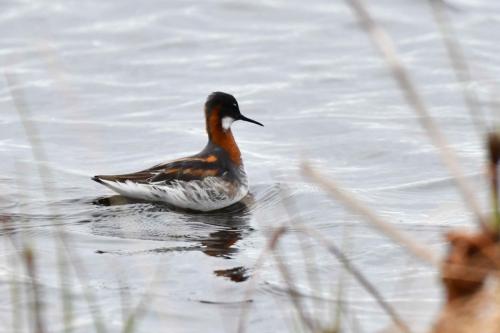 Phalarope à bec étroit, femelle