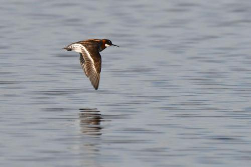 Phalarope à bec étroit