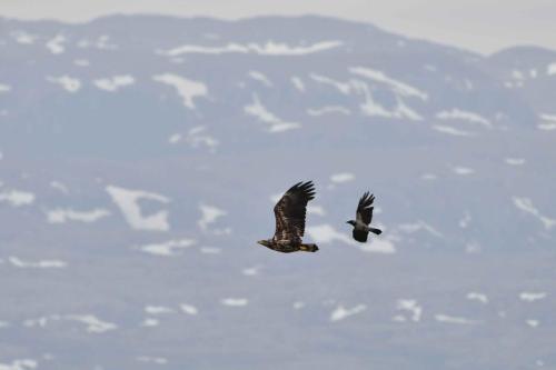 Pygargue à queue blanche et corneille mantelée