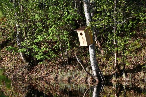 Nichoir à Garrot à oeil d'or