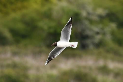 Mouette rieuse