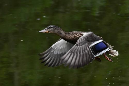 Canard colvert