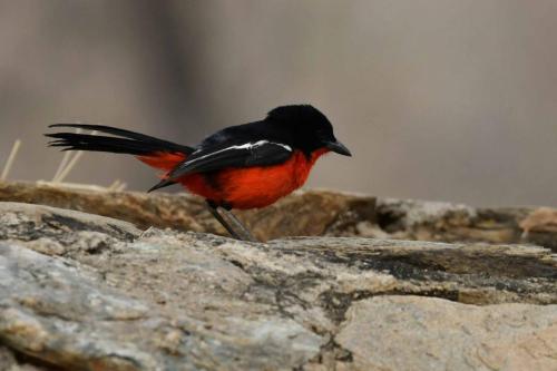 Gonolek rouge et noir