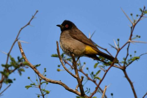 Bulbul brunoir