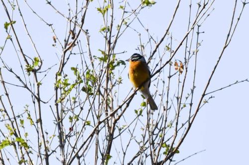 Bruant à poitrine dorée
