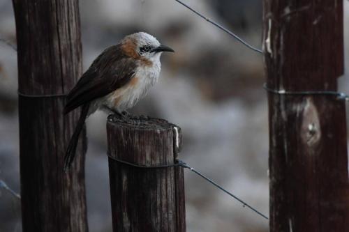 Cratérope à joues nues