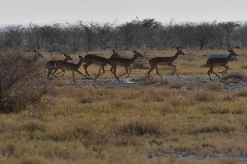 Impalas à face noire