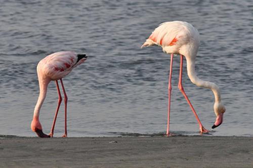 Flamant nain et flamant rose