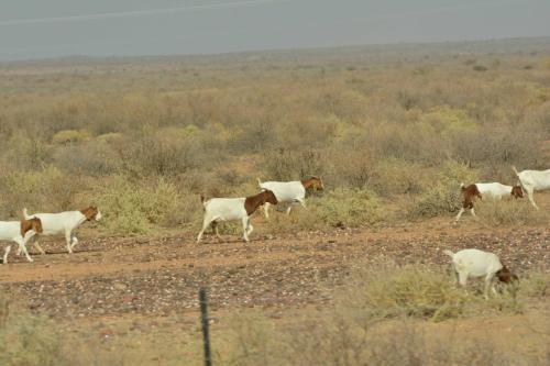 Sur la B1 entre Keetmanshoop et Mariental