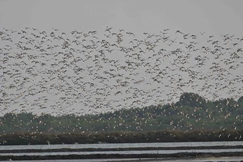 Bécasseaux de l'Anadyr
