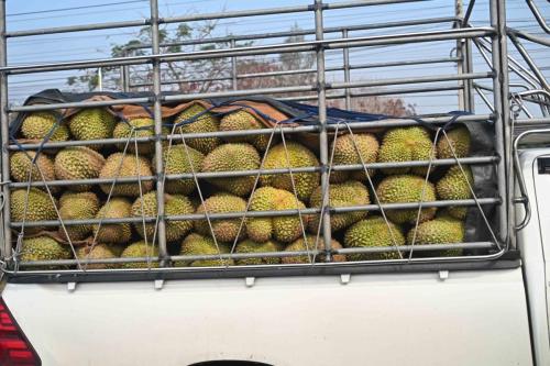 Cargaison de Durian