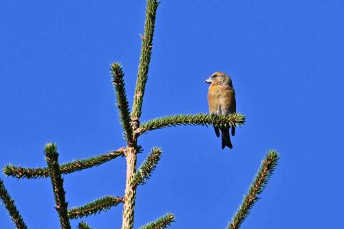 Bec-croisé des sapins