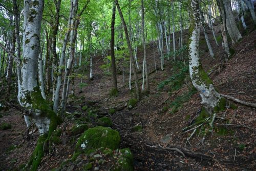En montant vers la cascade de Faillitoux