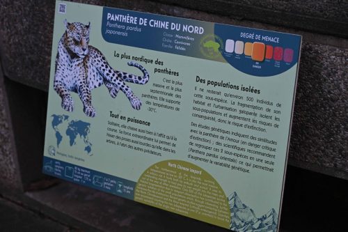 Panthère de Chine du Nord