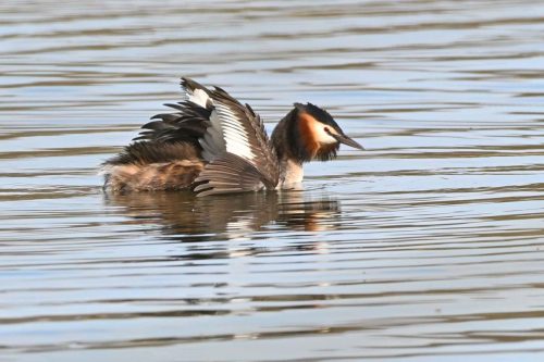 Grèbe huppé