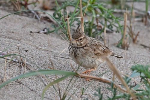 Cochevis huppé