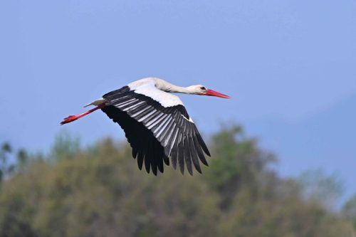 Cigogne blanche