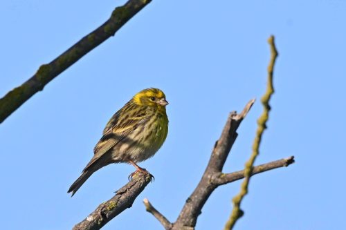 Serin cini