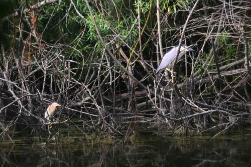Blongios nain (mâle) et Bihoreau gris