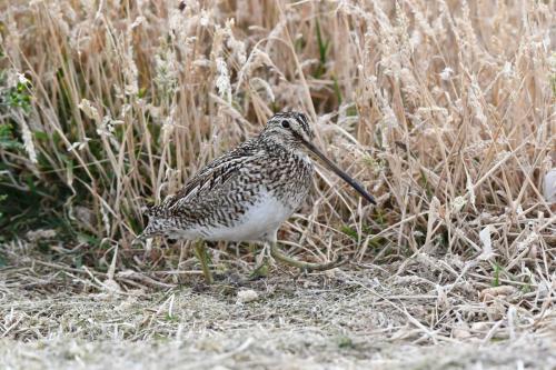 Bécassine de Magellan