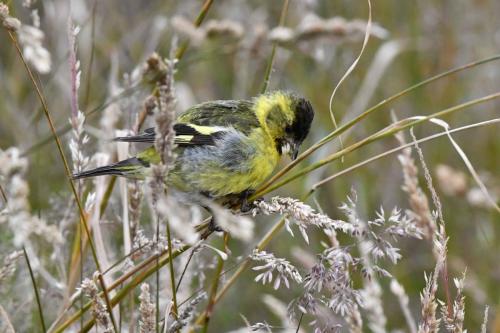 Chardonneret à menton noir