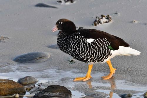 Ouette marine (femelle)