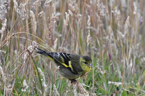Chardonneret à menton noir