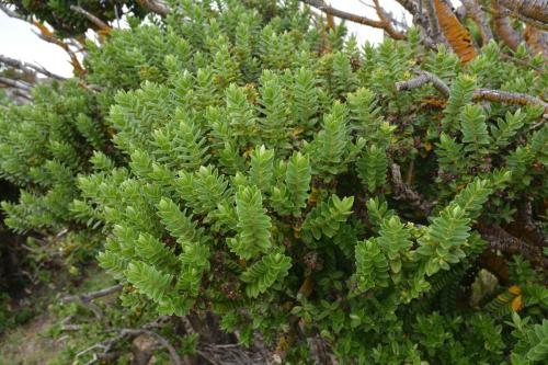 Boxwood (Hebe elliptica)