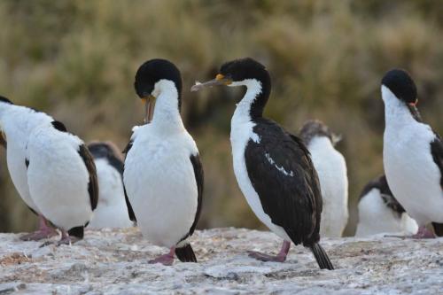 Cormorans impériaux