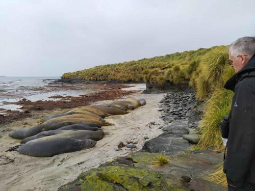 27 Eléphants de mer bien serrés