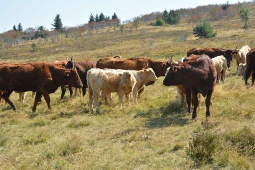 Vaches Salers au col du Béal 1387 m