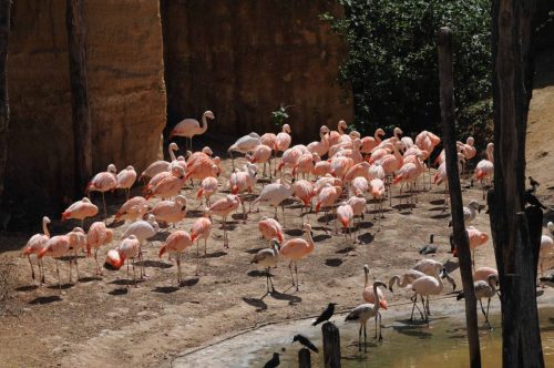 Flamants roses 