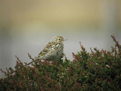 Pipit correndera