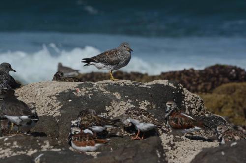 Bécasseau du ressac - Tournepierres 