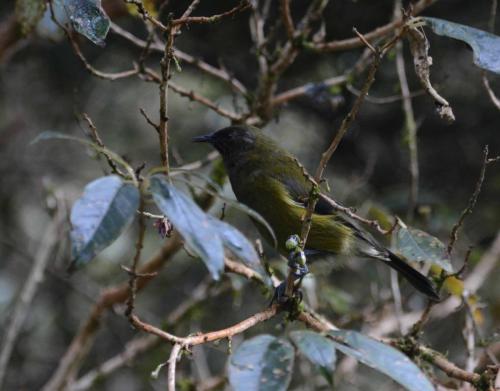 Méliphage carillonneur 