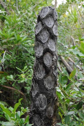 Tronc de fougère arborescente