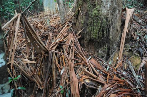 Eucalyptus perdant son écorce