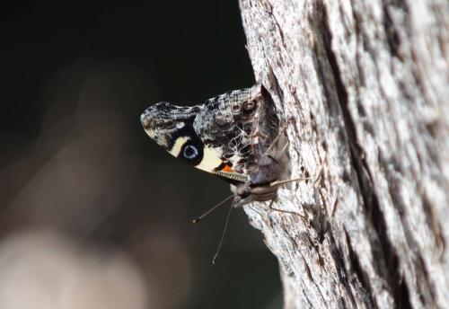 Papillon - Yellow admiral