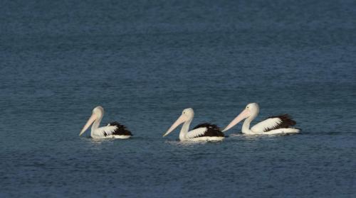 Pélicans à lunettes