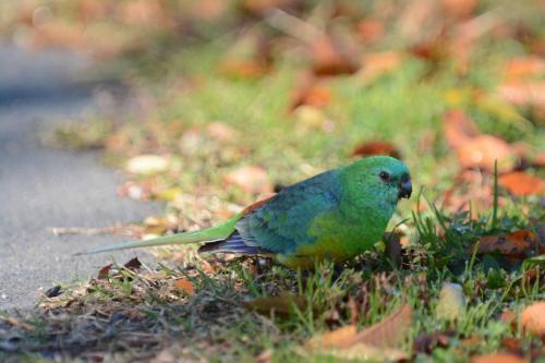 Perruche à croupion rouge