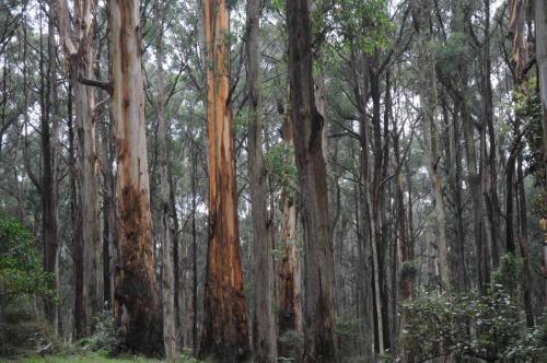 Parc national de Dandenong range